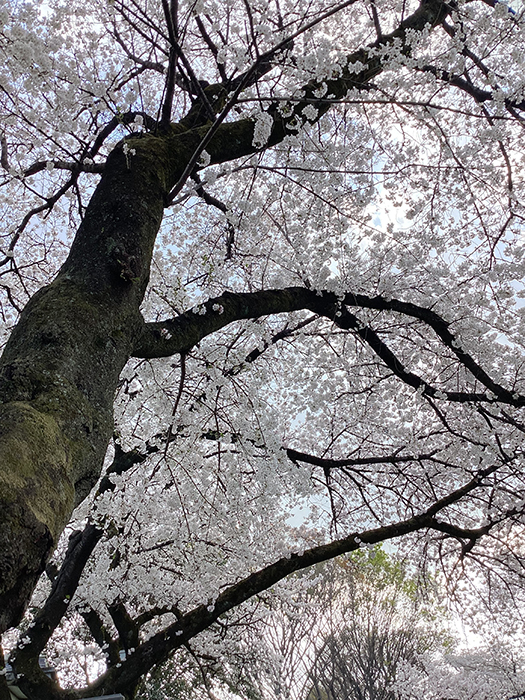 2024年4月 お花見 新学期 新生活スタート きむらパソコン